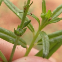 Heliotropium zeylanicum (Burm.f.) Lam.